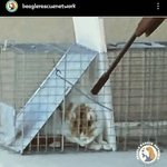 [이것좀봐줘] 미군이 길냥이 학대 하고 총으로 사살 했다고 합니다...