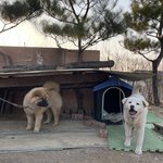 울 엄마 임영웅 팬인데