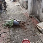 <b>화분</b> 맞아 죽을 뻔 했네요