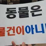 [고양이일상] 전길연 집회 갔다 왔습니다