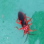 [궁금해요] 요 <b>벌레</b> 이름 알려주세요