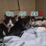 [이것좀봐줘] <b>박스째</b>로 버려진 아기고냥이들