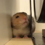 [댓글부탁해] 요즘 트위터 <b>일상</b>계 얘기 많이 올라오네