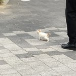 [댓글부탁해] 고양이 ㅈㄴ 작은애 봤어