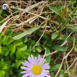 지드래곤 지디 권지용 <b>팬</b>들아 방탄 <b>뷔</b> 데이지 억까 그만해