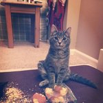 <b>동작</b>그만!음식을 노리는 동물들