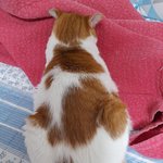 나의 동거묘 <b>도칠</b>이 22년 5월 일상들..