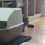 [고양이일상] 곰이와 여우 일상16