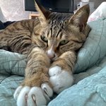 날씨에 민감한 우리 냥이 자랑!(+링크모음집!)