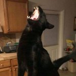 놀란 마음 부여잡는 <b>집사들</b>