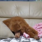 으르신 점점 잠이 느는거같아요ㅠㅠ (+반려<b>동물</b> 동반 제주 여행정보)