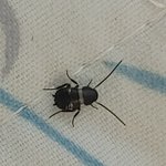 이런 벌레 <b>유충</b> 집안서 발견 되면 초비상