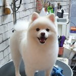 [댓글부탁해] 강아지 유기하고 처벌 안받는 방법