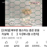 <b>햄스터</b> 키워볼까