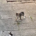 냥이다
