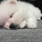 [드루와] 우리<b>집</b> <b>털</b>뭉치 잔다