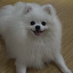 <b>야심</b>한 밤에 강아지사진 올리기