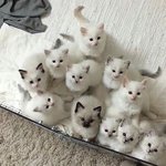 리듬<b>겜</b>파는ㅅㄹ들아 <b>이런</b>거 더 없냐