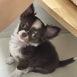 [이것좀봐줘] 같이 키우던 강아지 <b>무력</b>으로 데려갔는데 돌려받을 수...