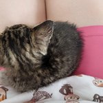 아<b>깽이</b> 구조일기