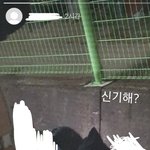 [댓글부탁해] +ㅈㅅ) 나 이거 <b>설레</b>도돼…?…