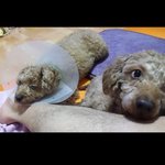 아푸지말고 오래오래 있어줘. 오빠갸 평생 똥치<b>우미</b>