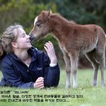 러블리 그 자체인 반려말 '미니어처'