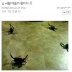 [댓글부탁해] 웃긴짤 <b>다시</b> 턴다 들어와