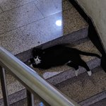 고양이 개소름끼침