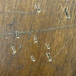 개구리사건 버니어말고 <b>공업</b>용가위도 가능성있다고 생각함