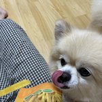 고구마<b>스틱</b> 먹는데 눈치보인다…