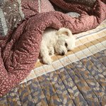 오랜만에 온 우리집 왕티즈^^