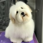 <b>몽글</b>이 오빠 보면 하고 싶은거