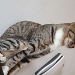 [귀여운동물] 귀요미까미9