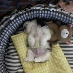 강아지 <b>입양</b> 했는데