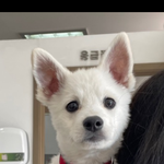 [댓글부탁해] <b>이사진속</b> 강아지 종이..