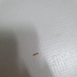 집에 좀벌레 잇는사람