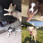[도와줘] 강아지사기