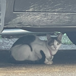 귀염둥이 도순이 주인 찾습니다. !!!!!! <b>부천</b> 고강동이에요 !!!