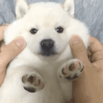 [NCT칠프] 칠푸딩들아 <b>잘</b><b>자</b>잉