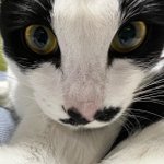 [귀여운동물] 널 담은 눈동자는 <b>odd</b>