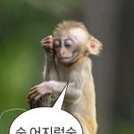[드루와] 원숭이짤 너무 귀엽지않냐
