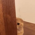 [19] <b>똥</b>꼬에서피나와
