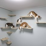 [고양이] 6냥이 일상