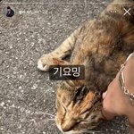 [NCT칠프] 이 고양이 저 삐까뻔쩍 <b>악세사리</b>