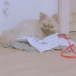 울집 강쥐도 유기견 센터에서 데려옴