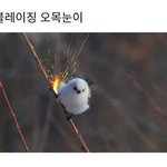 [추반] 동물키움<b>vs</b>안키움 추반