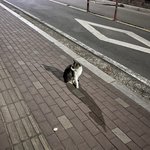 나 눈썹정리 전후