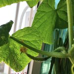 추가+초보 베란다에서 <b>오이</b> 키우다