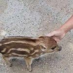 아기 멧돼<b>지야</b>